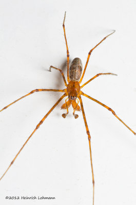 K5G1198-Tiny unidentified spider.jpg