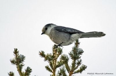 K5G7214-Gray Jay.jpg