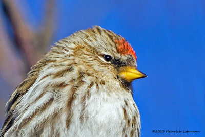 K5G8441-Common Redpoll.jpg