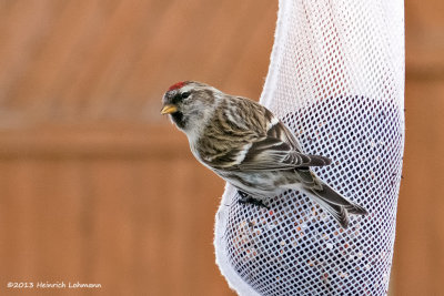 IGP2165-Common Redpoll.jpg