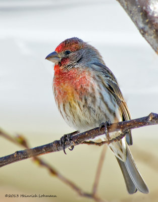 K5G8735-House Finch (male).jpg