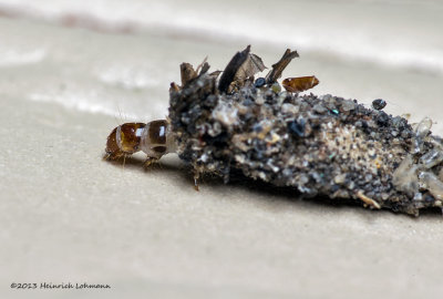 K5G9025-Bagworm caterpillar.jpg