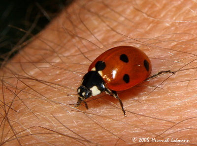 P0506-ladybug.jpg