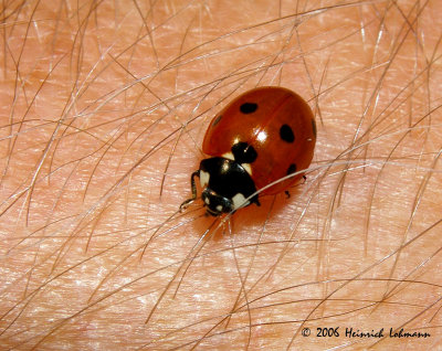 P0507-ladybug.jpg