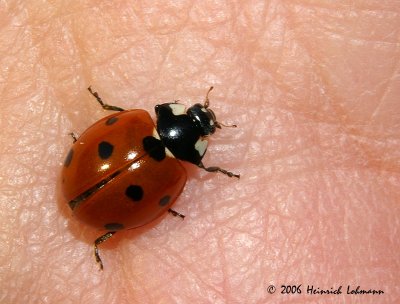 P0511-ladybug.jpg