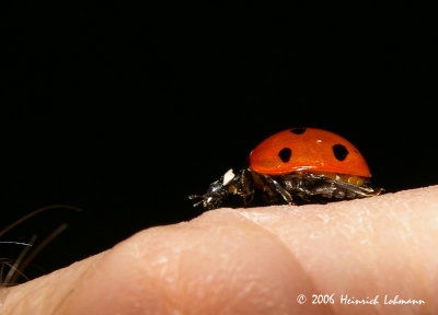 P0513-ladybug.jpg