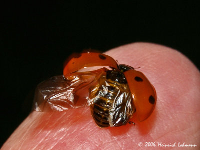 P0514-ladybug.jpg