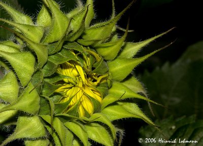 P0547-sunflower.jpg