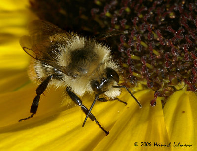 P1013-red tailed bumble bee.jpg