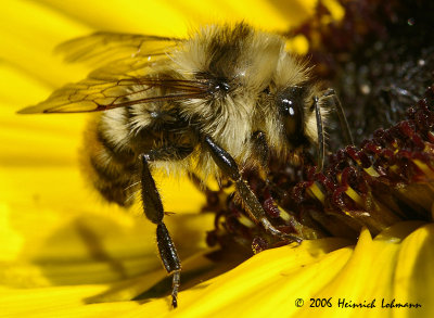 P1016-golden northern bumble bee.jpg