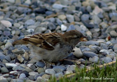 P1417-song sparrow.jpg