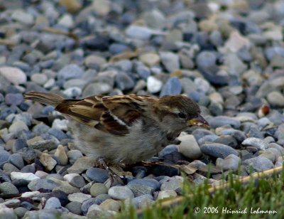 P1419-song sparrow.jpg