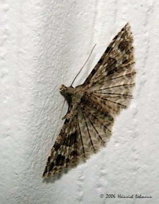 P1582-Many Plumed moth.jpg