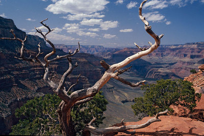 Twisted Canyon Tree