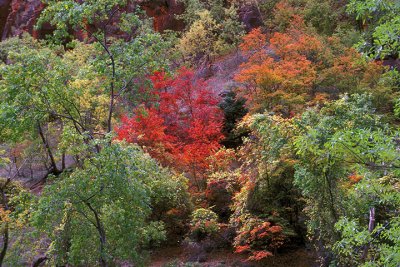 Autumn Palette