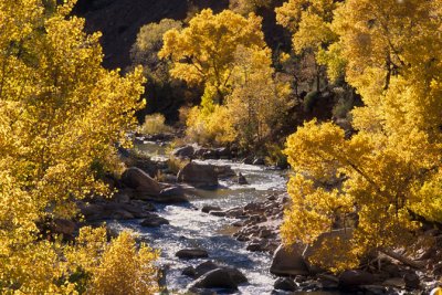 Virgin River Cottonwoods