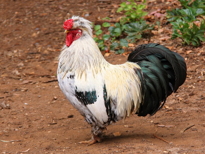 Rooster