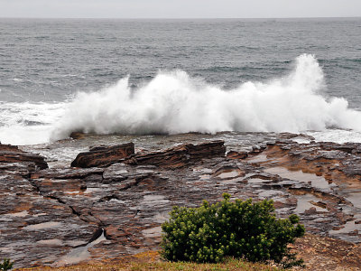 Wild Seas
