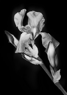Iris Flower<br><h4>*Merit*</h4>                     
