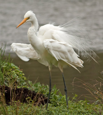 Flexing His Breeding Plumage