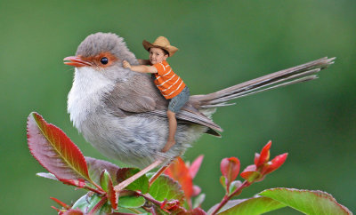 The Wren Rider*Credit*