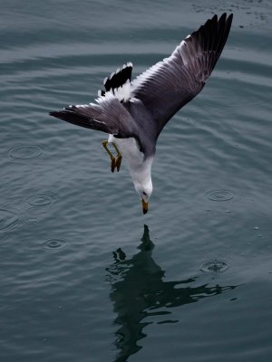 Diving*Merit*