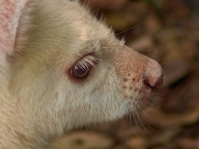 Albino Baby Roo