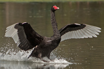 Black Swan Landing