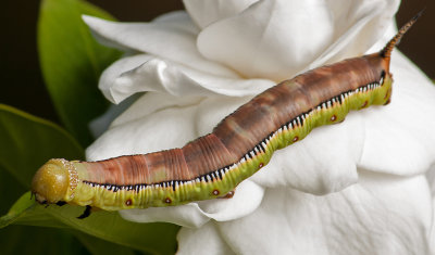 Caterpillar on Flower *Credit*