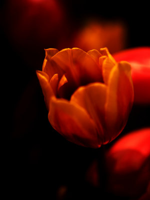  Tulip so Rare *Credit*