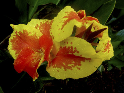  Orange & Yellow Flower 1