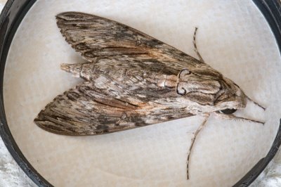 Convolvulus hawkmoth