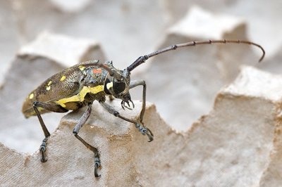 Batocera rubus albofasciata