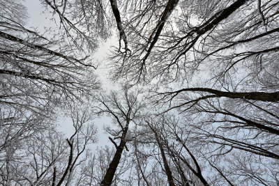 Tall Trees in Winter