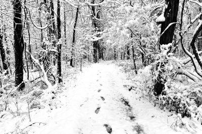 Snowy Hiking Trail
