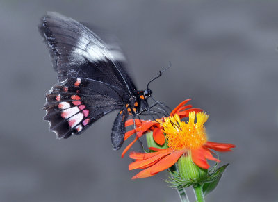 Papilio anchisiades