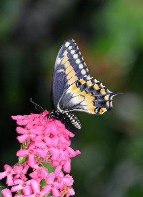 Papilio brevicauda