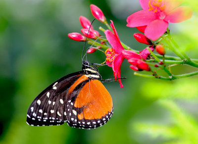 Heliconius hecale