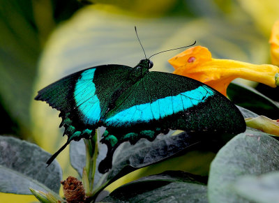 Papilio palinurus