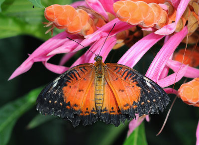 Cethosia biblis