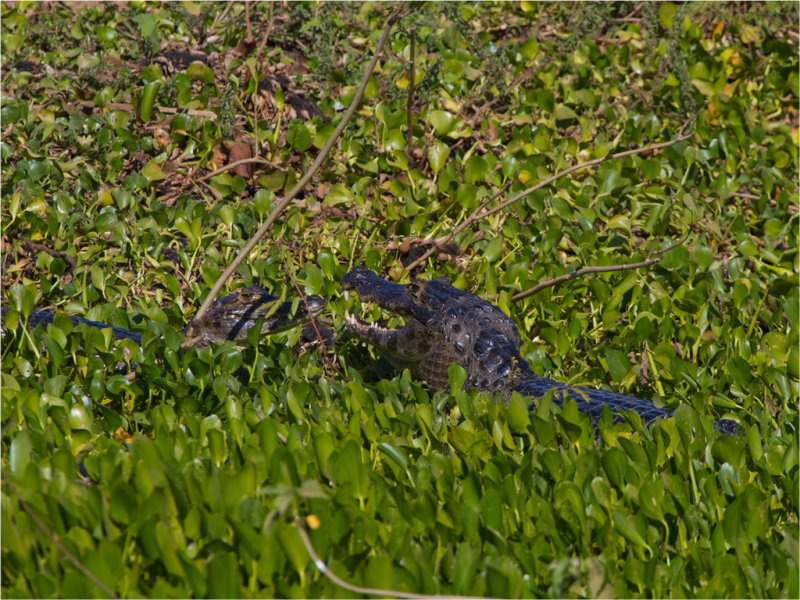 157 Yacare Caiman.jpg