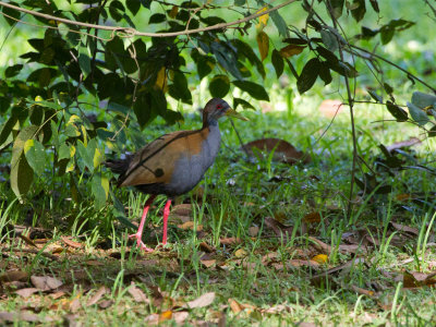 12 Slaty-breasted Wood Rail.jpg