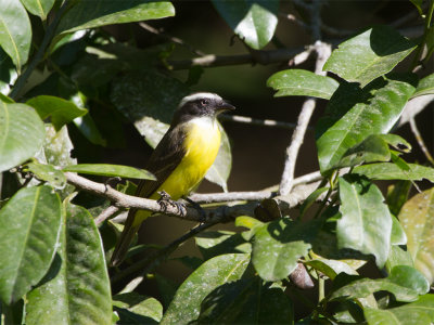 26 Social Flycatcher.jpg