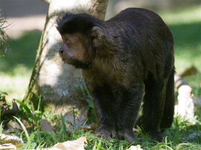 35 Brown Capuchin.jpg