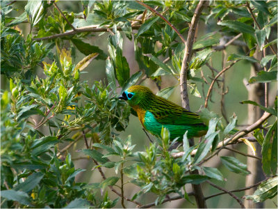 65 Brassy-breasted Tanager.jpg