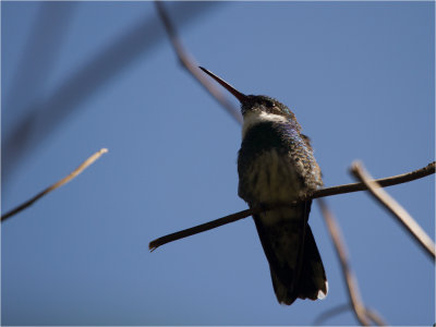 67 White-throated Hummingbird.jpg