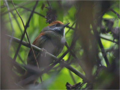 80 Rufous-capped Spinetail.jpg