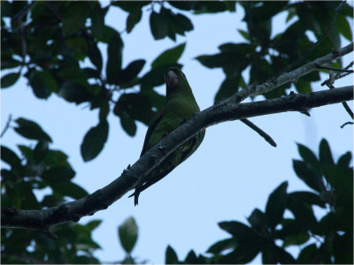 86 White-eyed Parakeet.jpg