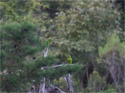 87 White-eyed Parakeet.jpg