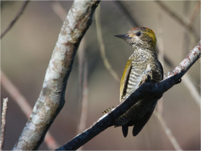 92 Yellow-eared Woodpecker.jpg